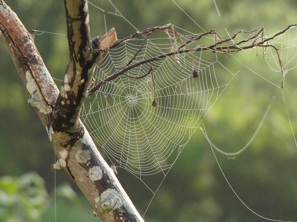 Are Spider Plants Poisonous to Cats?