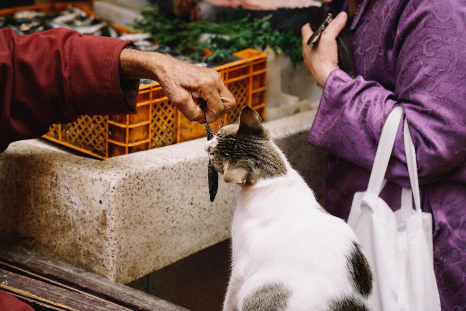 Can Cats Eat Rice? A Guide to Feeding Your Feline Friend