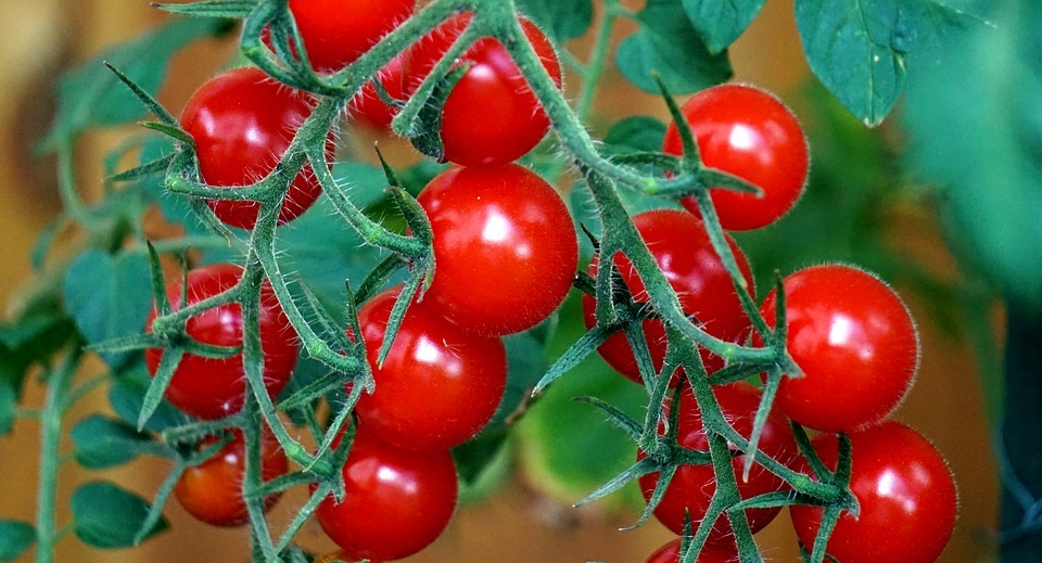 Can Cats Eat Tomatoes? (Are They Safe or Toxic?)