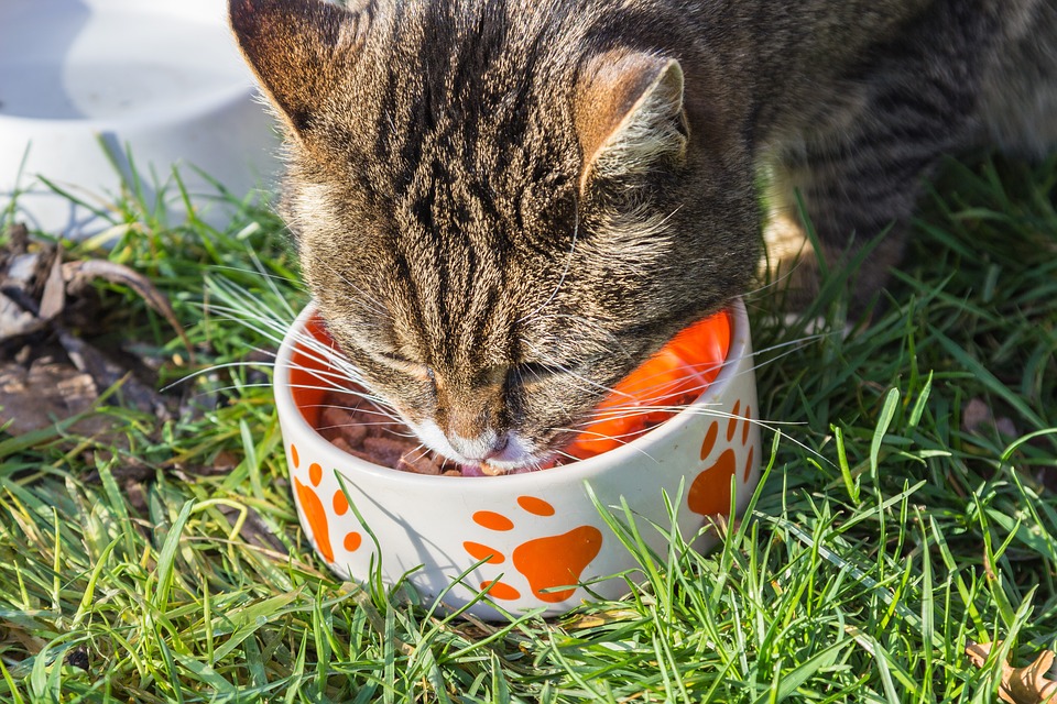 Can Cats Eat Chocolate? (Is It Safe for Your Feline Friend?)