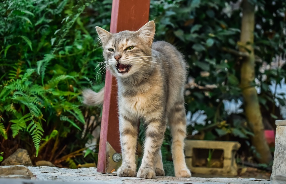 Can Cats See in the Dark? (Myth Busted!)