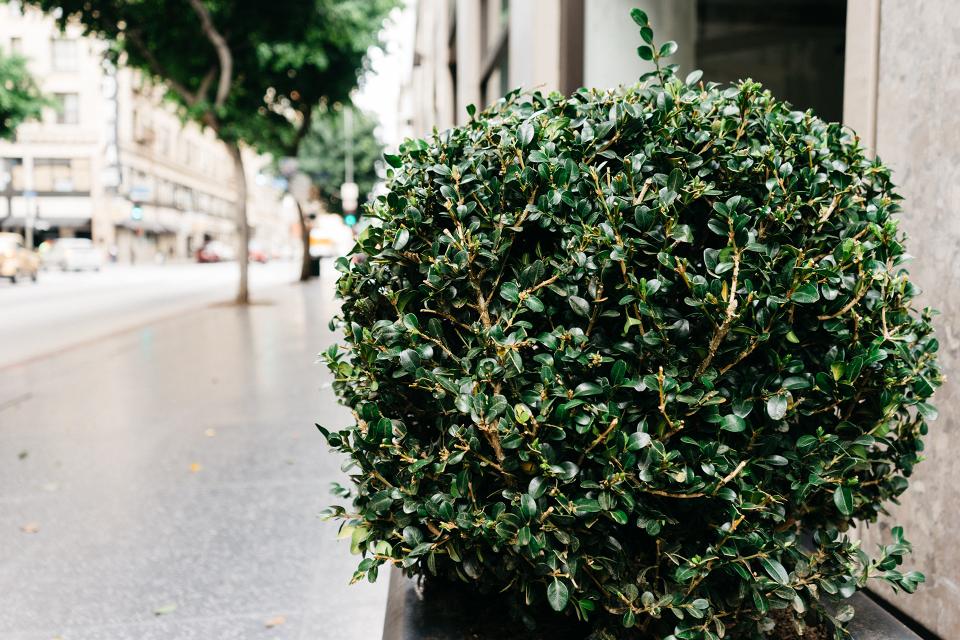 Are Pothos Plants Toxic to Cats?