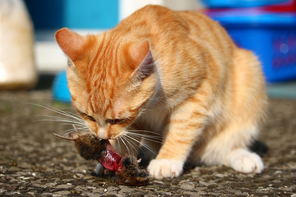 Can Cats Eat Peanuts? (Is It Safe for Your Feline Friend?)