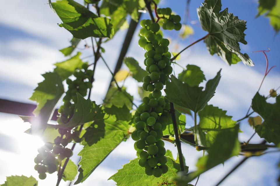 Can Cats Eat Grapes? (Are Grapes Safe for Cats?)