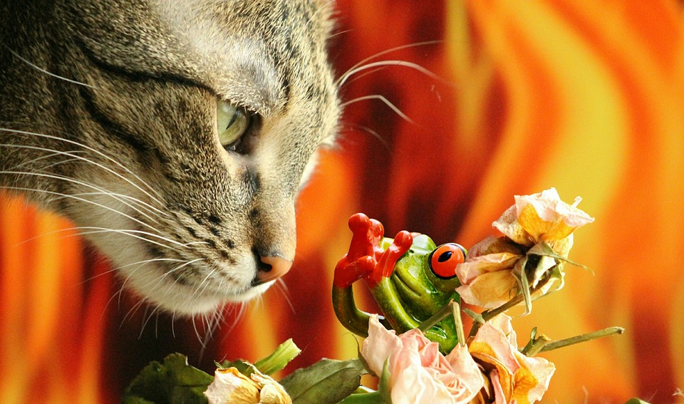 Can Cats Eat Popcorn? A Guide for Cat Owners