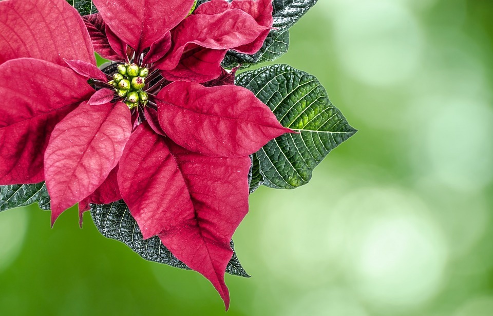 Are Poinsettias Poisonous to Cats? (Everything You Need to Know)