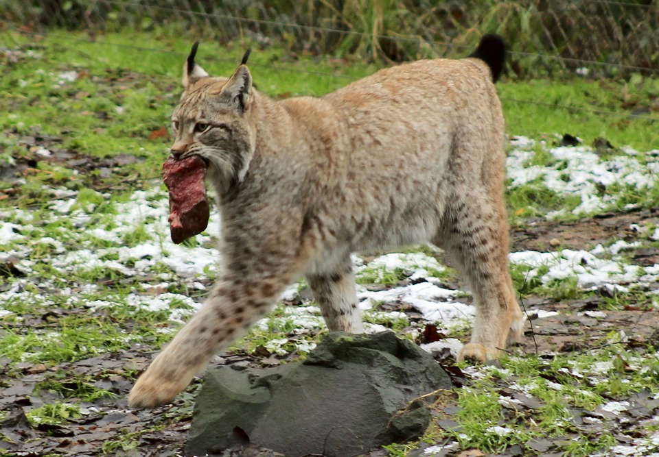 Can Cats Eat Cinnamon? (Is It Safe or Dangerous?)