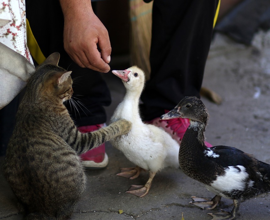 Can Cats Eat Cheese? (Is It Safe or Harmful?)