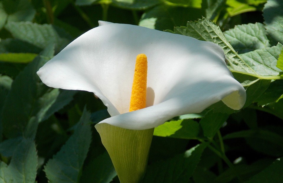 Are Peace Lilies Poisonous to Cats? (What to Know)