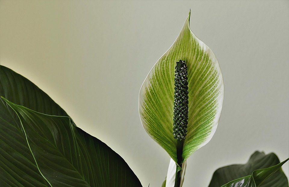 Are Peace Lilies Poisonous to Cats? (What to Know)