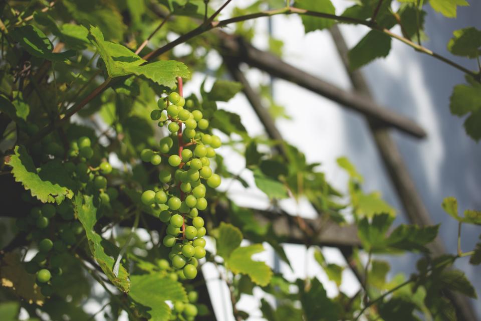 Can Cats Eat Grapes? (Are Grapes Safe for Cats?)