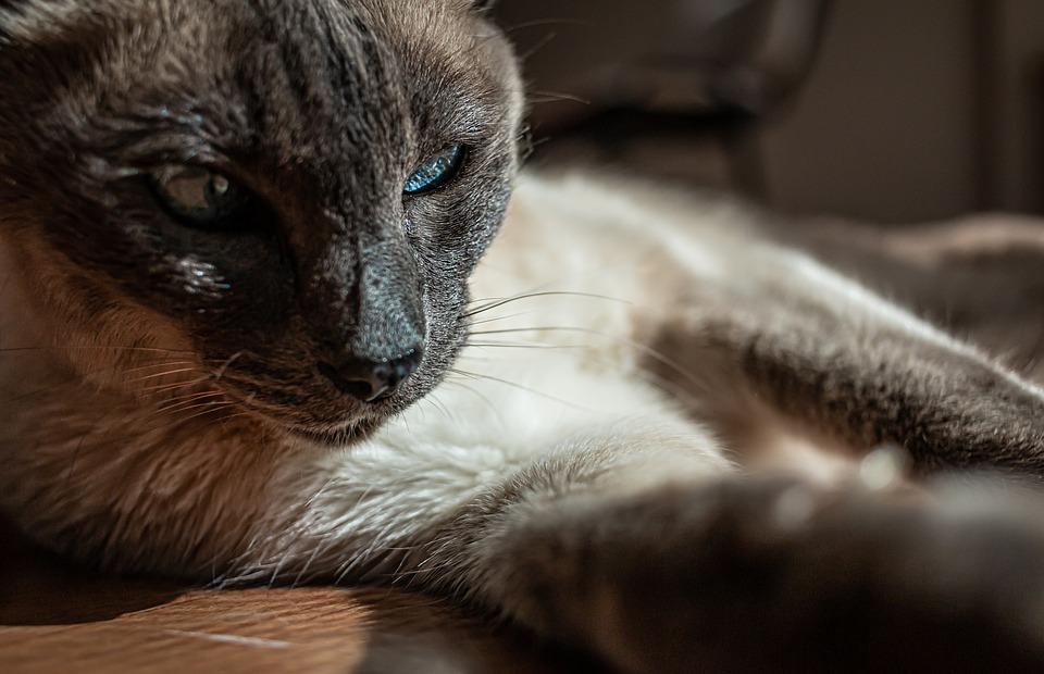 Can Cats Get COVID-19? What You Need to Know