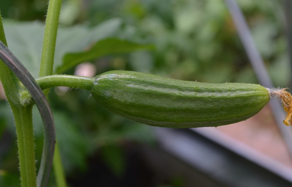 Why Are Cats Scared of Cucumbers? The Science Behind the Viral Phenomenon