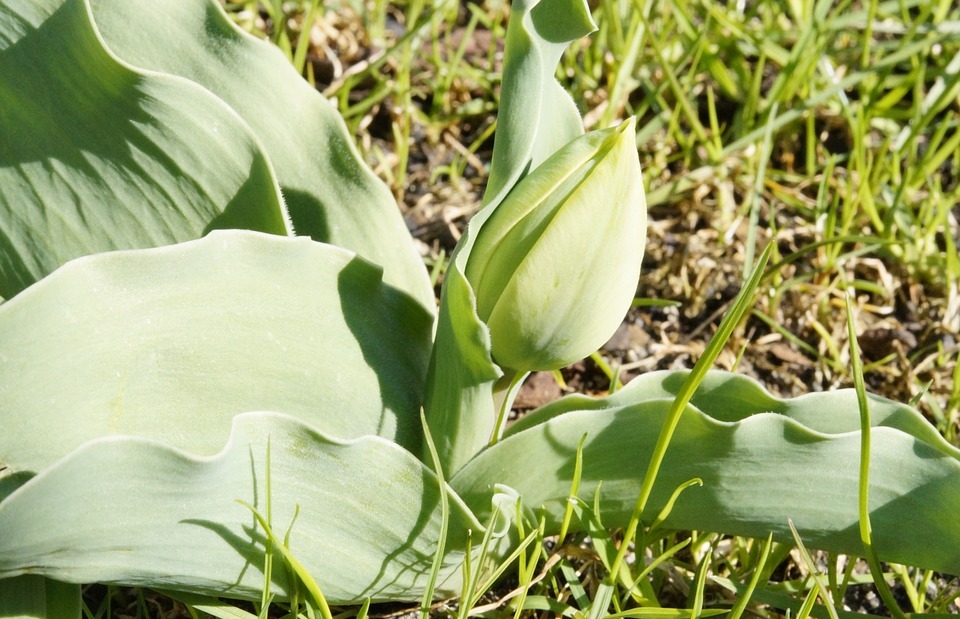 Are Tulips Poisonous to Cats?