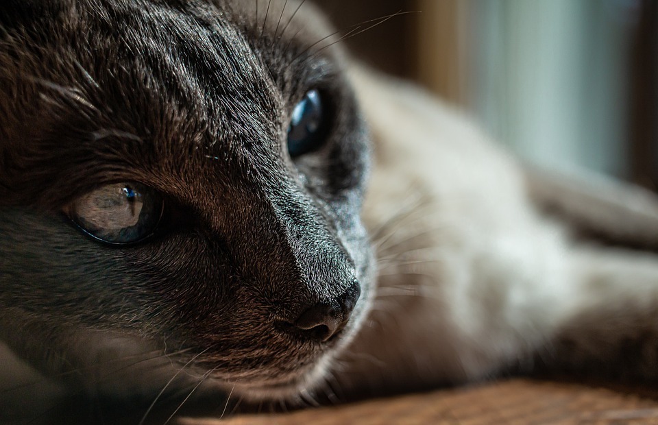 Cat Lifespan: How Long Do Cats Live?