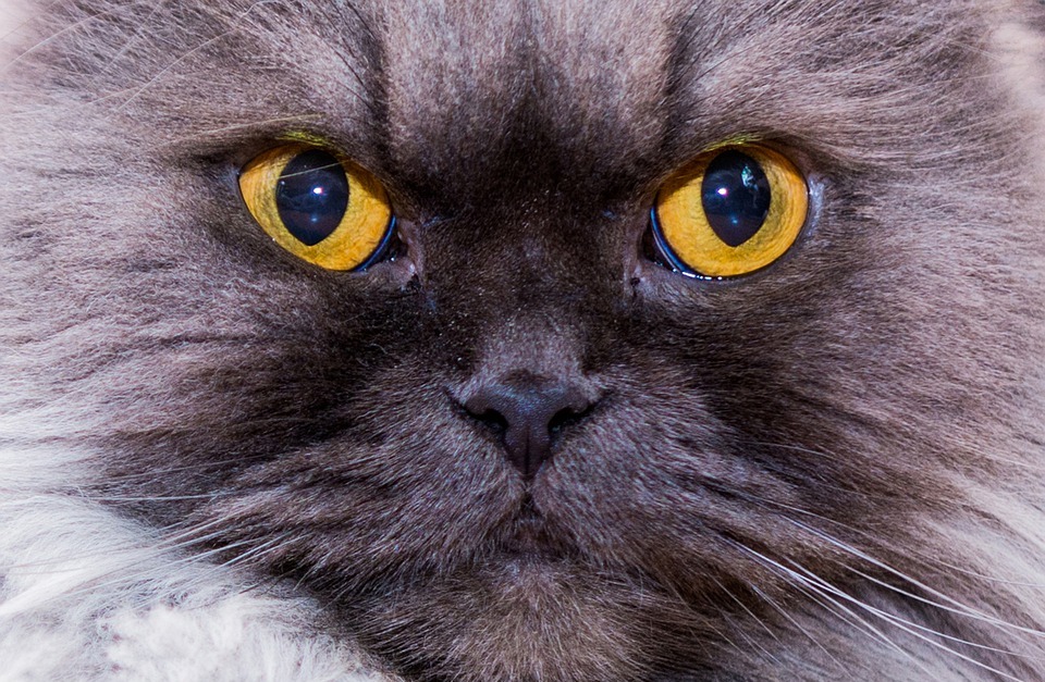 Can Cats Cry? Understanding Feline Communication