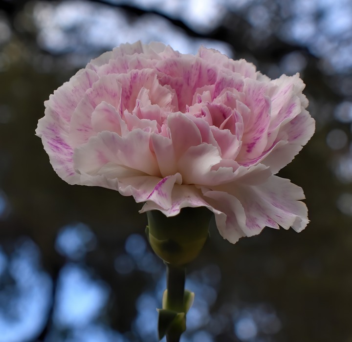 Are Carnations Poisonous to Cats?