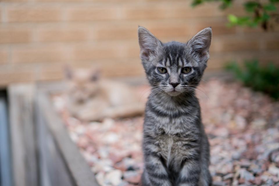 Are Calico Cats Always Female? Genetics Explained