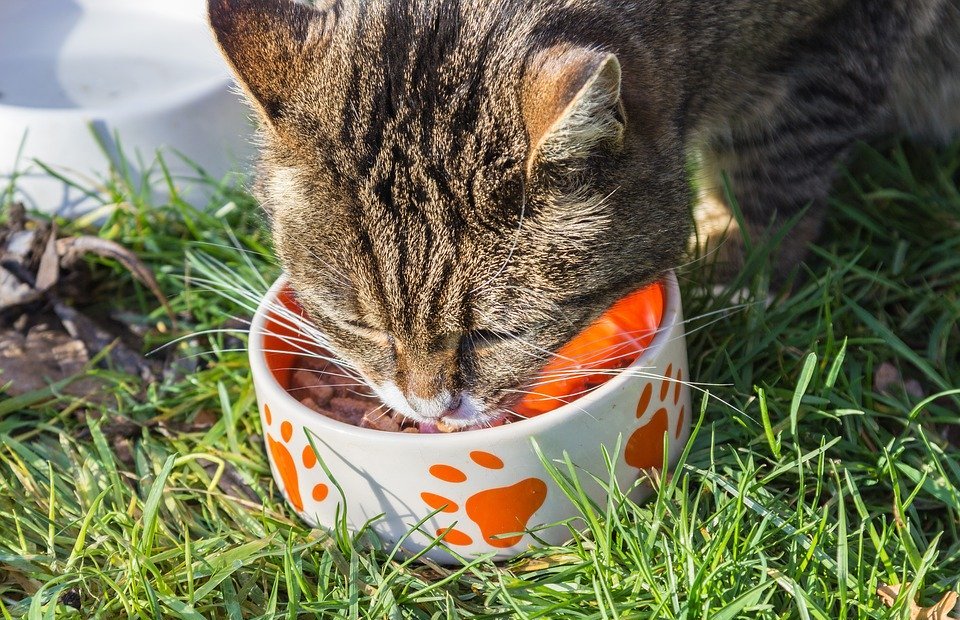 Can Cats Eat Dog Food? (Is It Safe or Harmful?)