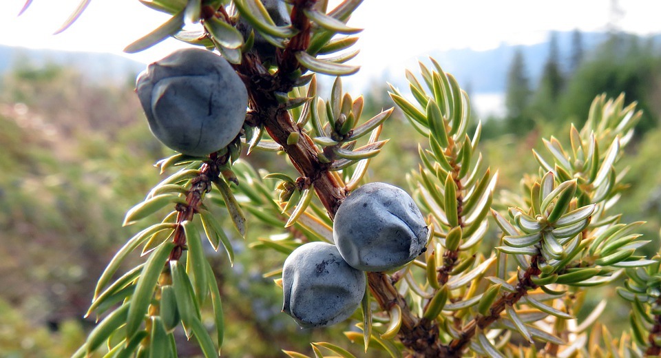 Can Cats Eat Blueberries? A Vet-Approved Guide