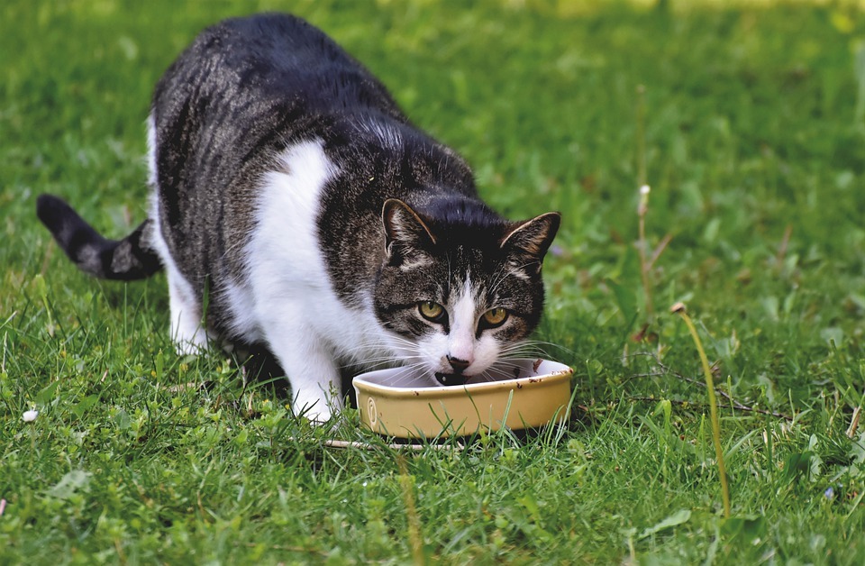 Why Cats Go Crazy for Catnip: The Science Behind the Feline Frenzy