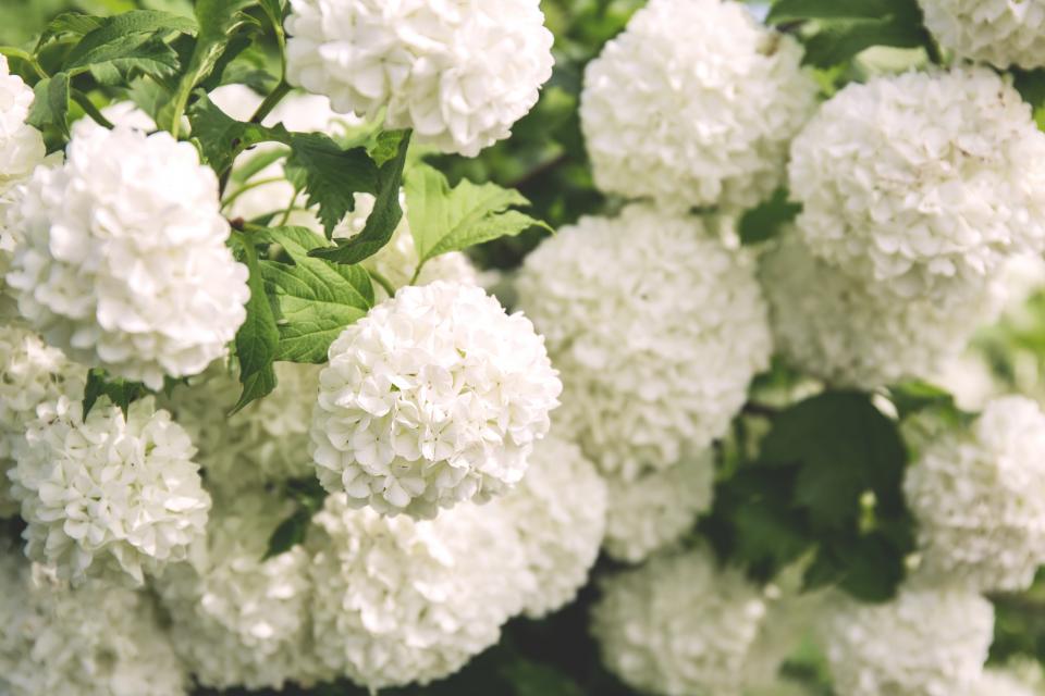 Are Hydrangeas Poisonous to Cats? (Safety Tips for Pet Owners)