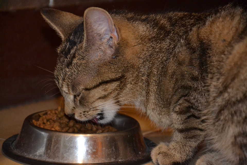 Can Cats Eat Dog Food? (Is It Safe or Harmful?)