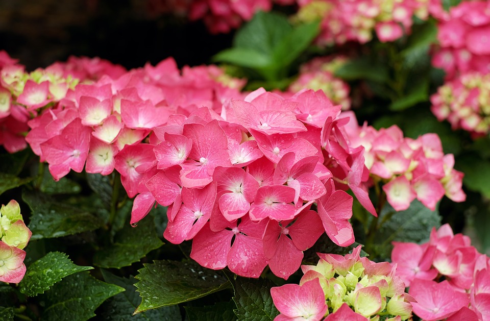 Are Hydrangeas Poisonous to Cats? (Safety Tips for Pet Owners)