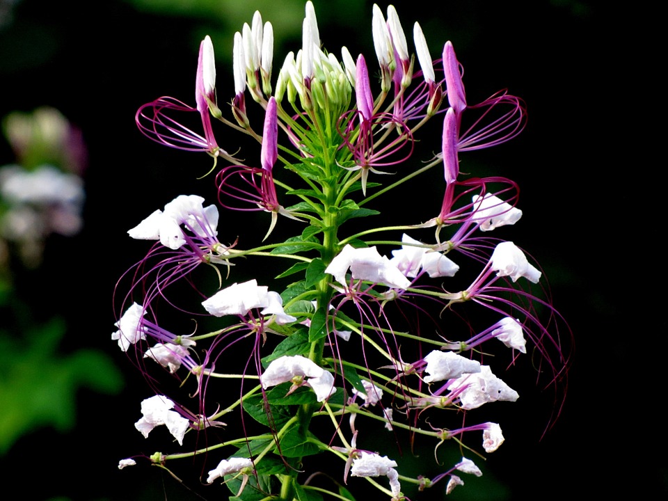 Are Spider Plants Poisonous to Cats?