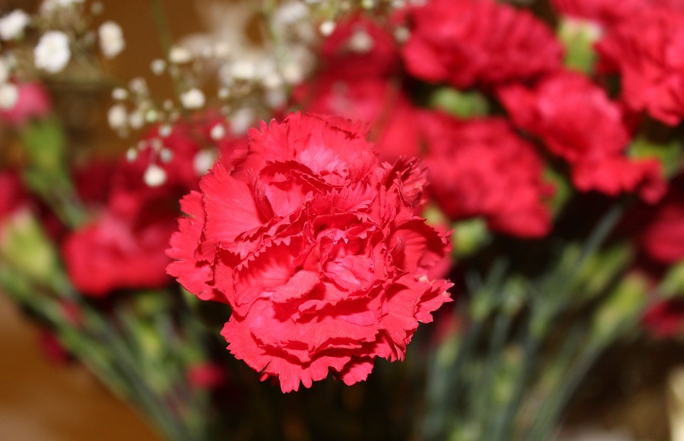 Are Carnations Poisonous to Cats?