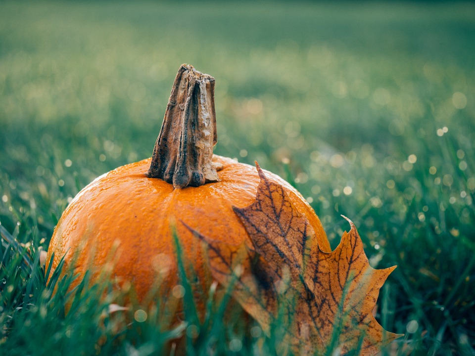 Can Cats Eat Pumpkin? A Guide to Safe Pumpkin Feeding for Your Feline Friend