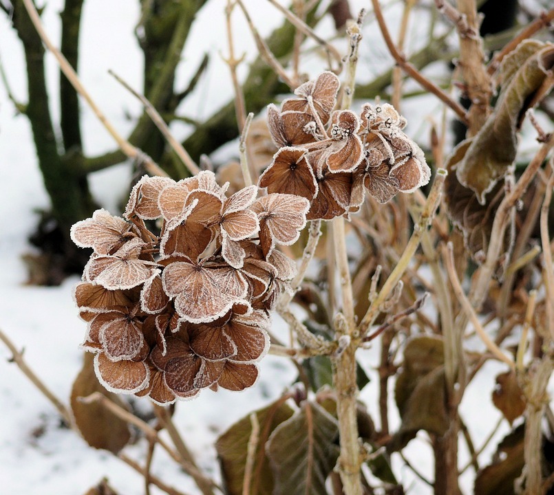 Are Hydrangeas Poisonous to Cats? (Safety Tips for Pet Owners)