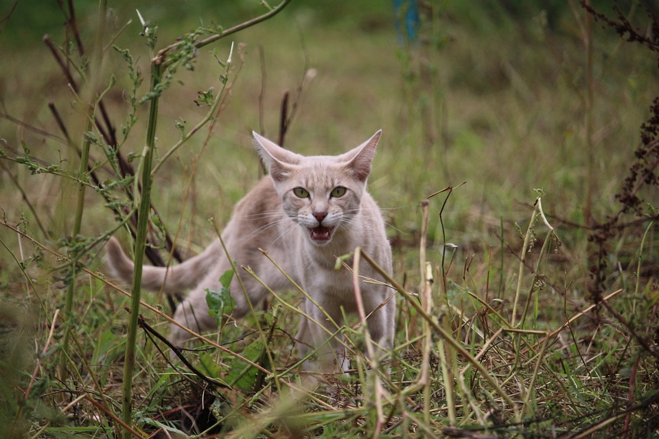 Do Cats Dream? Uncovering the Secrets of Feline Sleep