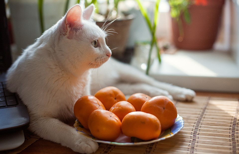 What Can Cats Eat: A Complete Guide to Safe Foods for Your Feline Friend