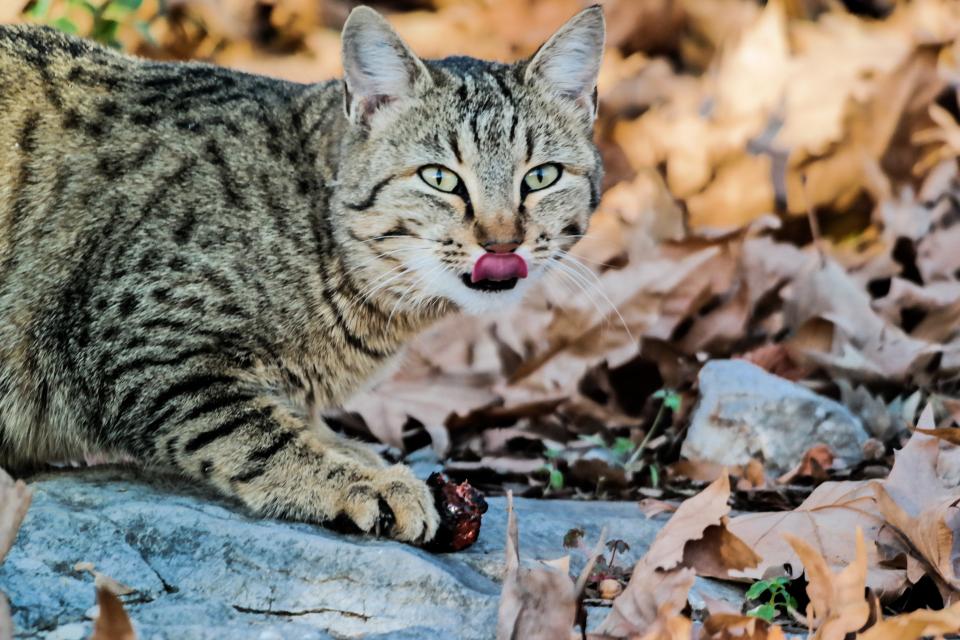 Is Cinnamon Safe for Cats?