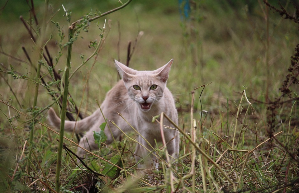 Why Do Cats Meow? Unraveling the Mystery of Feline Communication