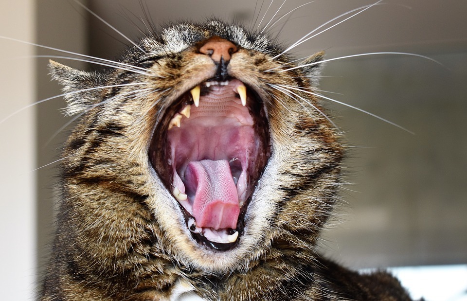 Why Do Cats Sleep So Much? The Science Behind Their Slumber