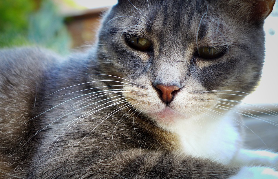 Can Cats Cry? Understanding Feline Communication