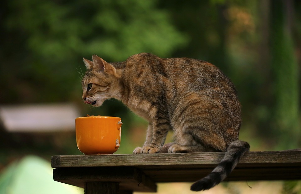 Can Cats Eat Rice? A Guide to Feeding Your Feline Friend