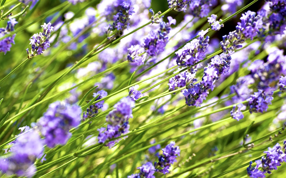 Is Lavender Safe for Cats? A Vet's Guide to Essential Oils and Feline Safety