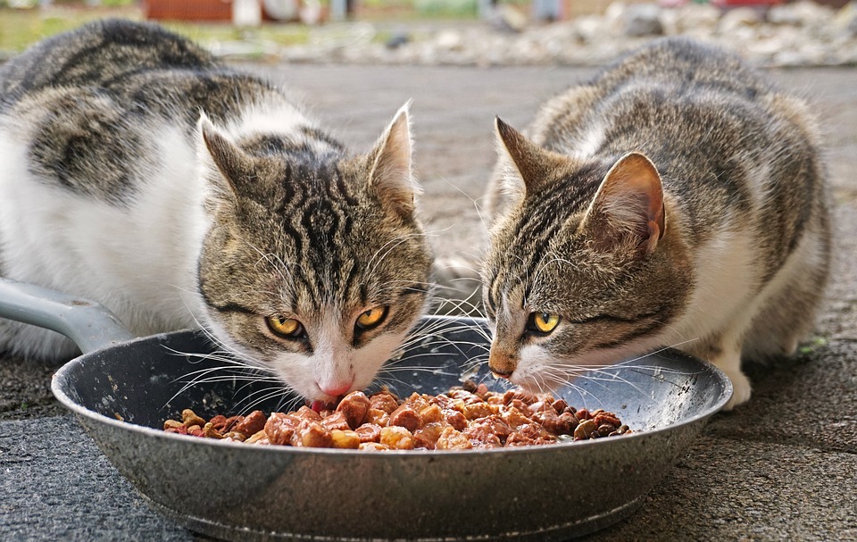 Can Cats Eat Potatoes? A Complete Guide for Cat Owners