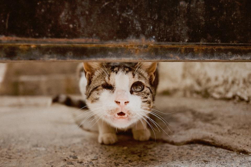 Are Calico Cats Always Female? Genetics Explained