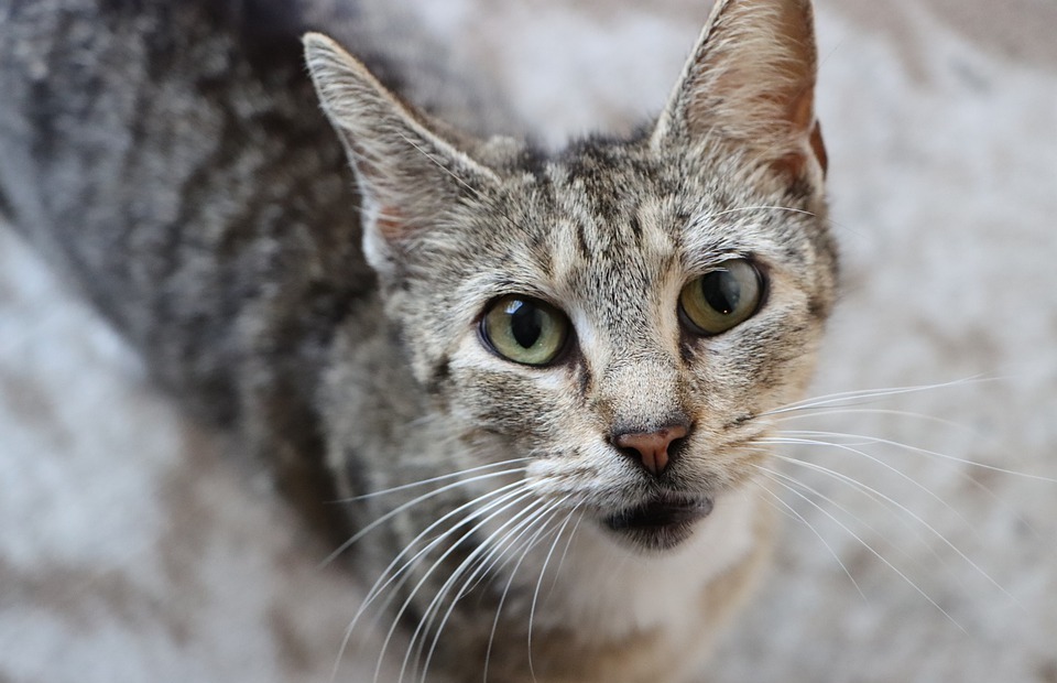 Catnip: What Does It Do to Cats?