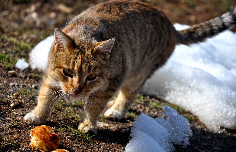 Do Cats Have Periods? Understanding Feline Reproduction