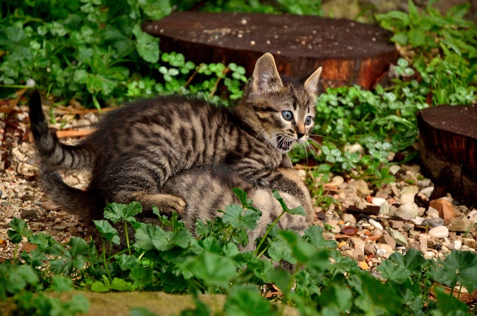 Are Cats Nocturnal? Understanding Their Sleep-Wake Cycles