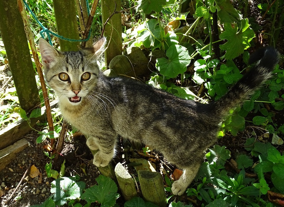 Catnip: What Does It Do to Cats?