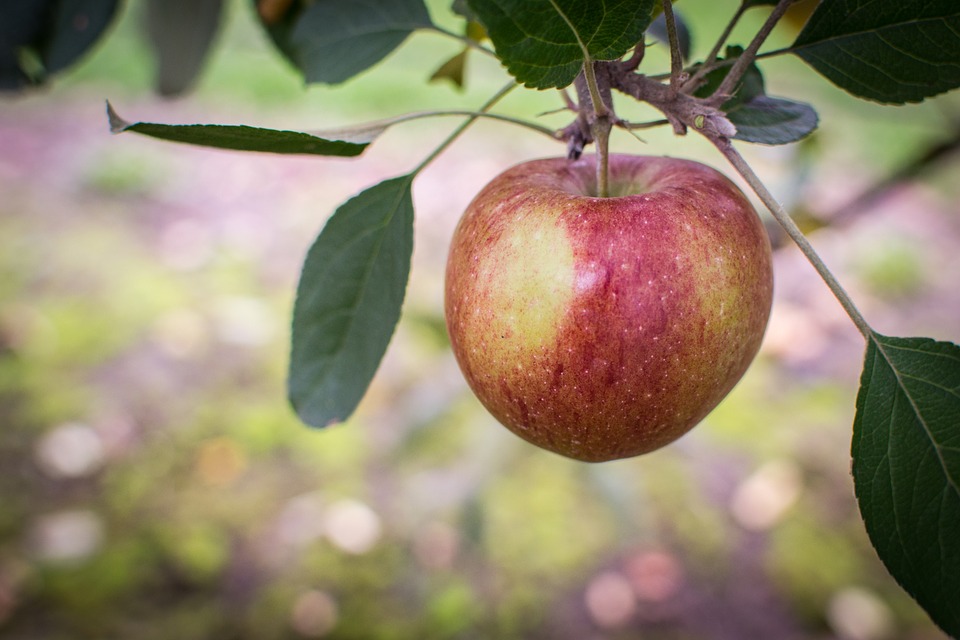 Can Cats Eat Apples? A Guide to Fruit Safety for Your Feline Friend