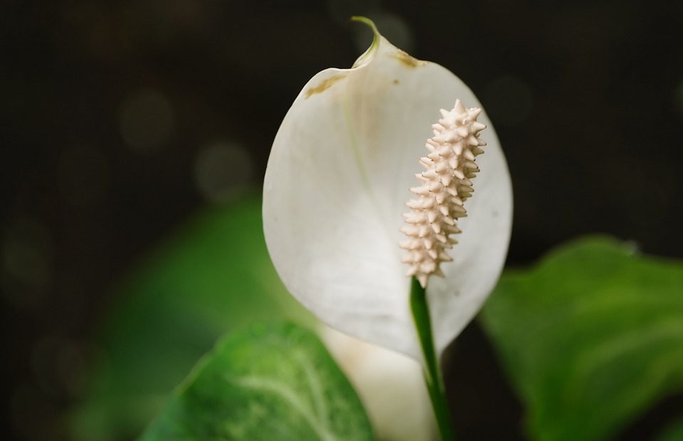 Are Peace Lilies Poisonous to Cats? (What to Know)