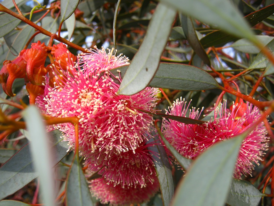 Is Eucalyptus Toxic to Cats? A Guide for Pet Owners