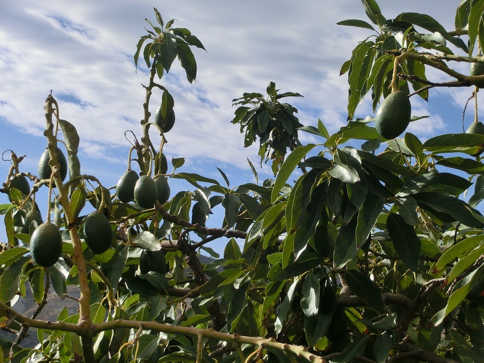 Can Cats Eat Avocado? (Is It Safe or Toxic?)